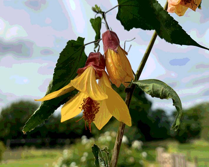 Abutilon