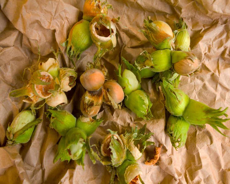 Cobnuts