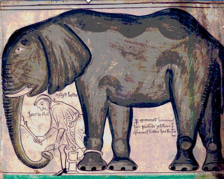 Elephant