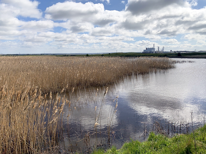 Elmley Nature Reserve, Sheppey 3