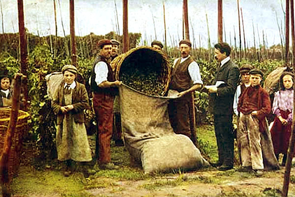 Hop-picking