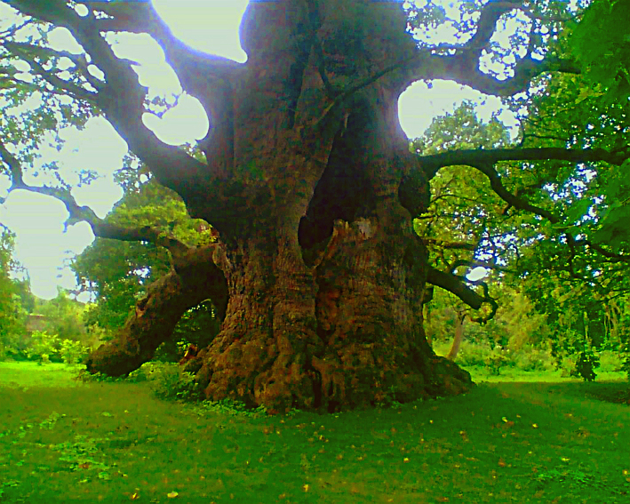 Majesty Oak, Fredville