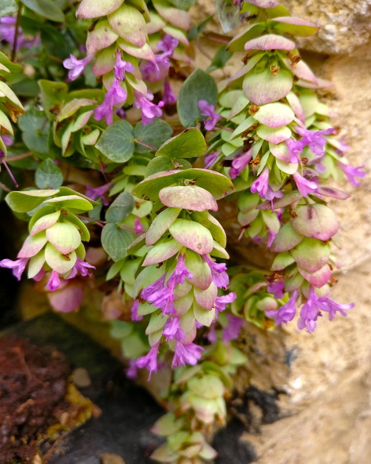 Origanum