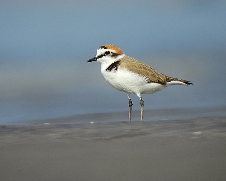 Plover
