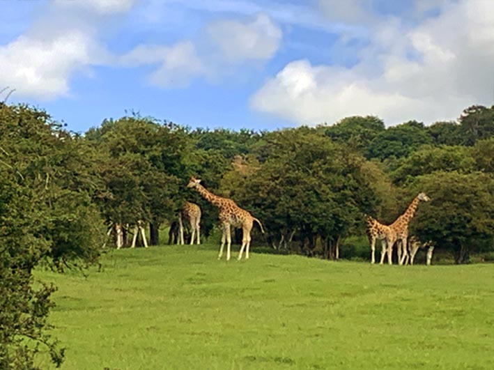 Port Lympne safari