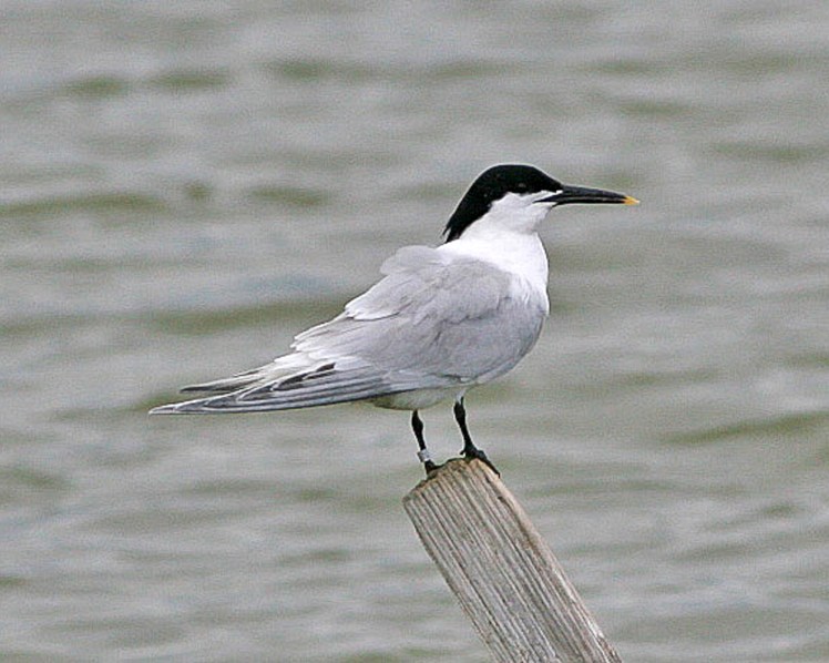 Tern